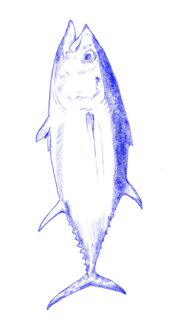 illustration of tuna fish